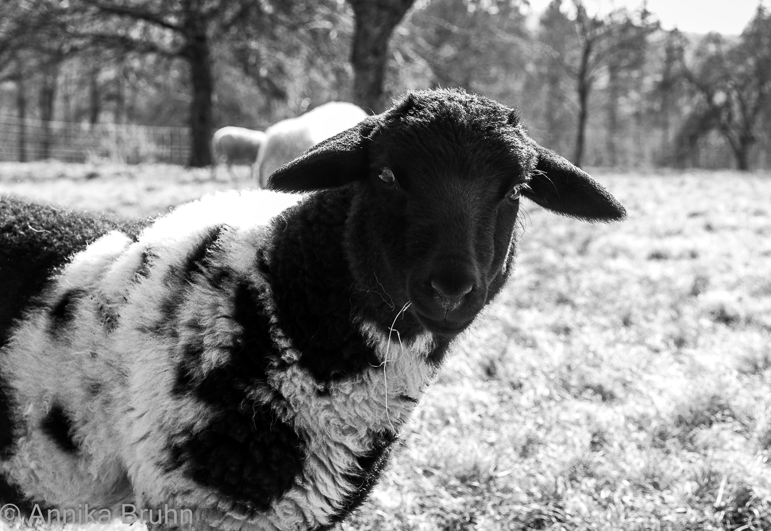 Mein Lieblingslämmchen